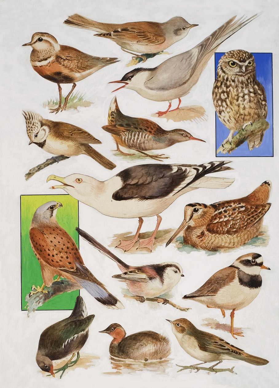 The Birds of Britain by English School