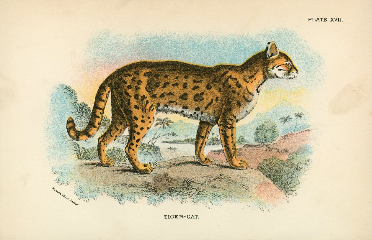 Tiger-Cat by English School