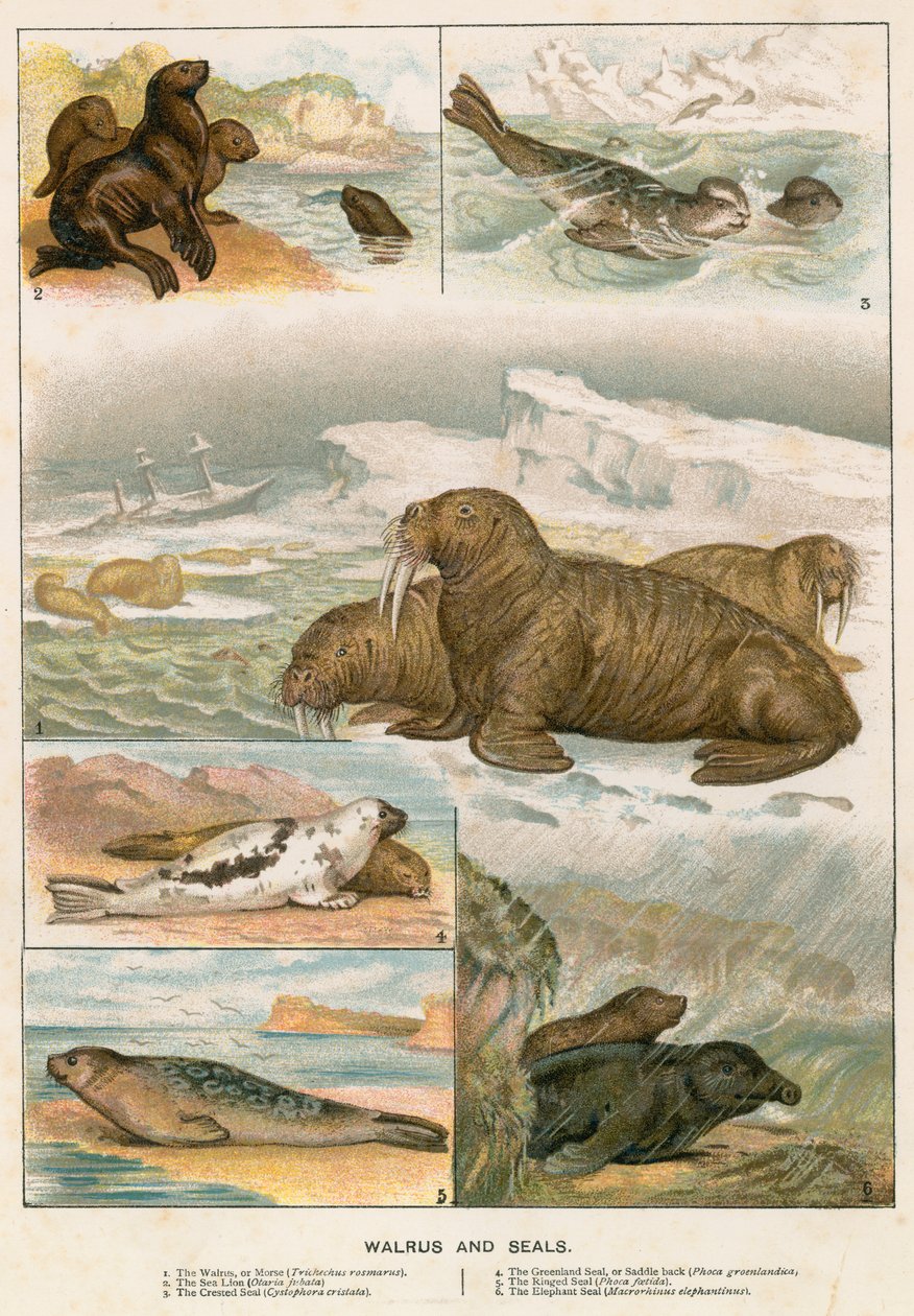 Walrus and Seals by English School