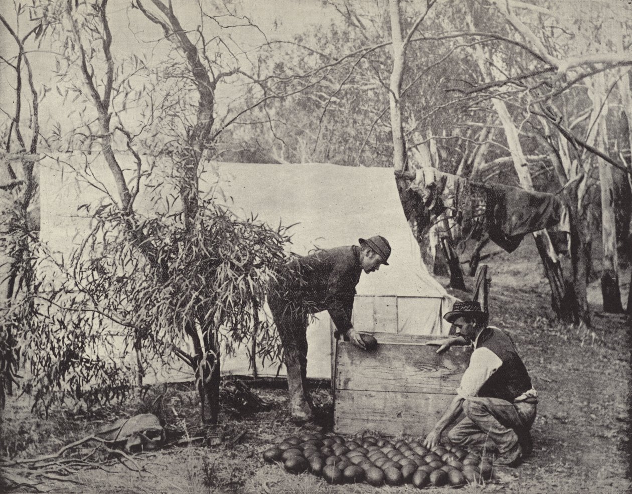 An Emu-Eggers Camp by English Photographer