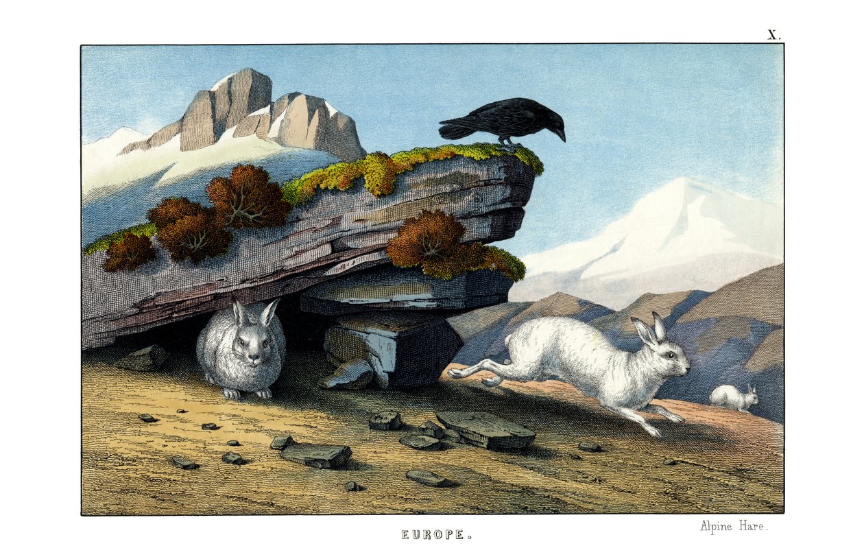 Alpine Hare by English School