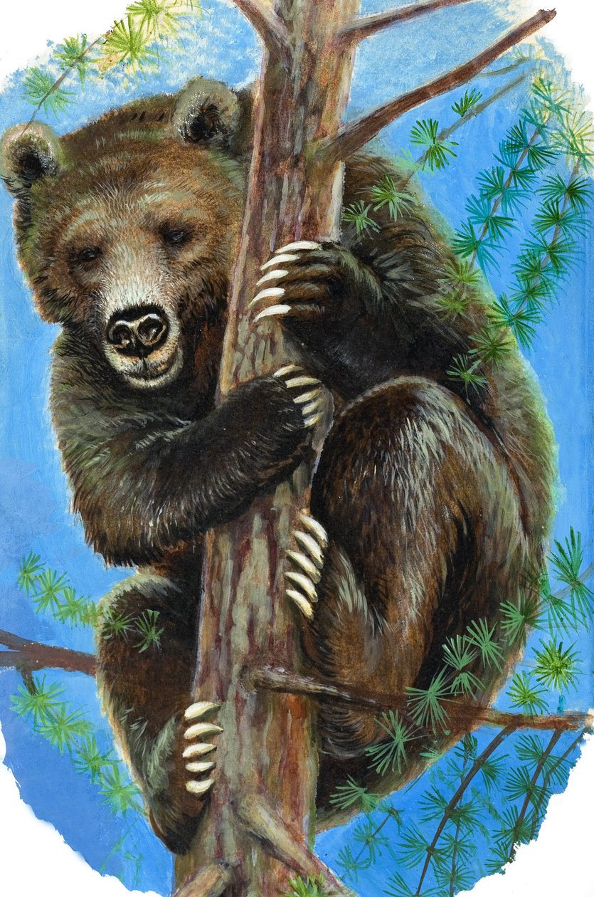 Bear in a Tree by English School