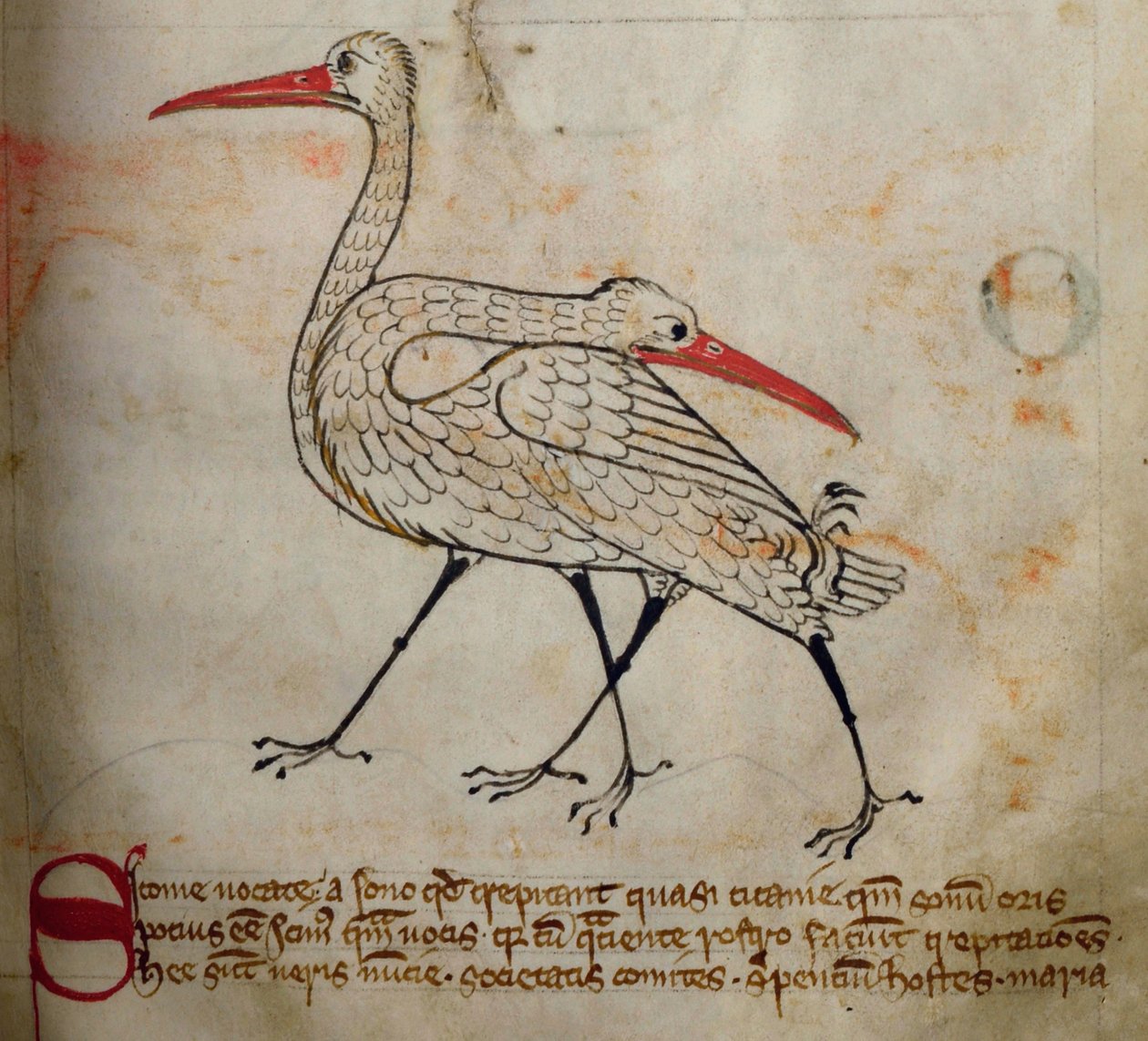 Stork, from Bestiary by English School