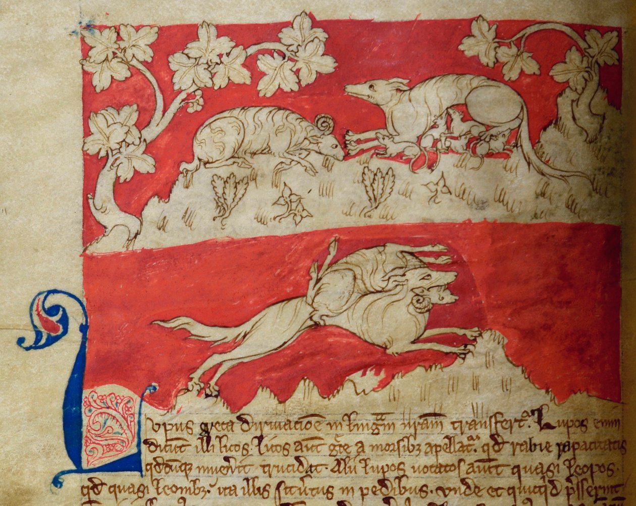 Wolf, from Bestiary by English School