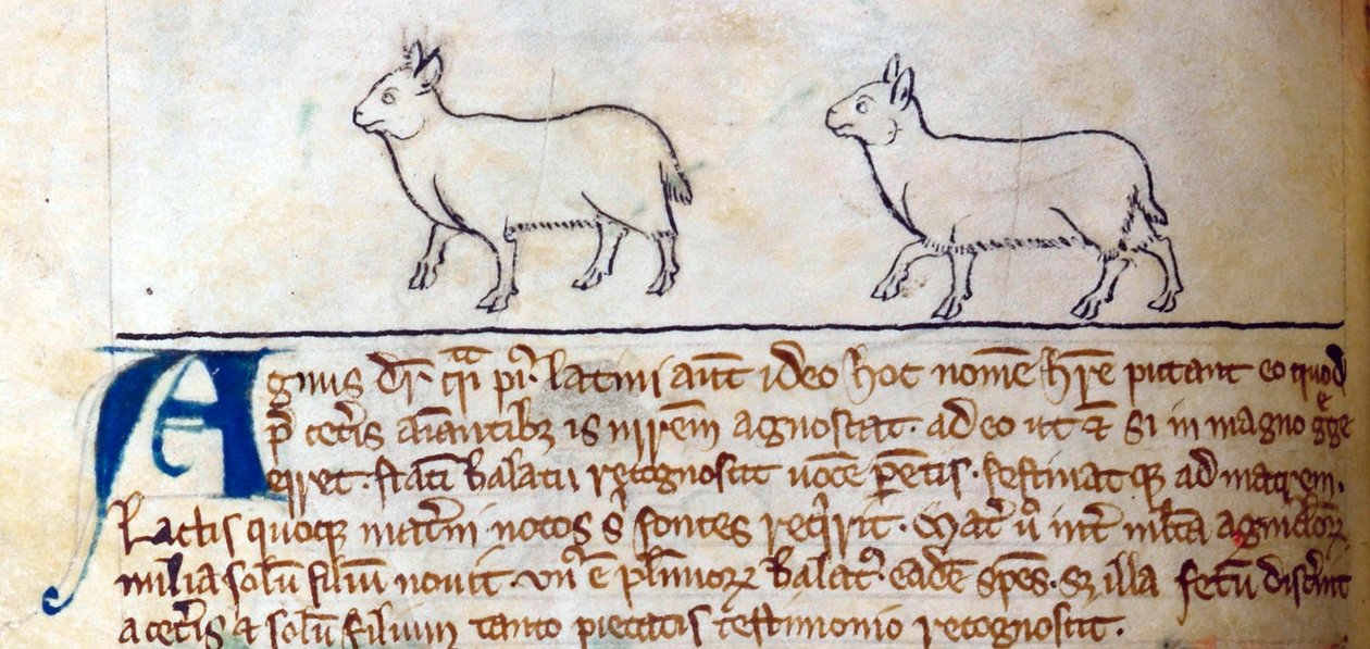 Lambs, from Bestiary by English School