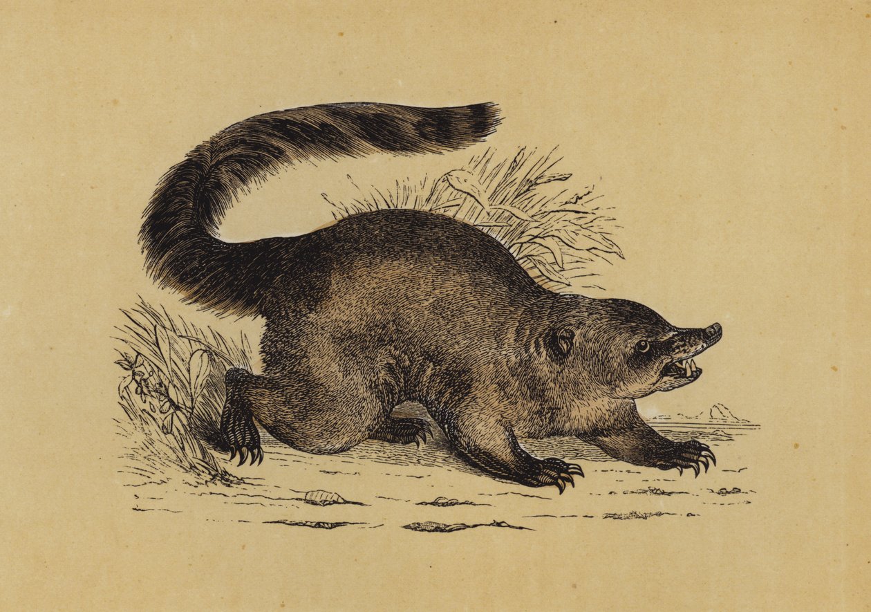 Coati by English School