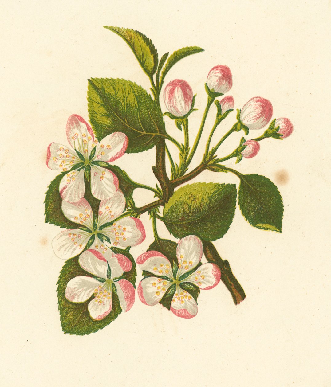 Crab Apple, Pyrus Malus by English School