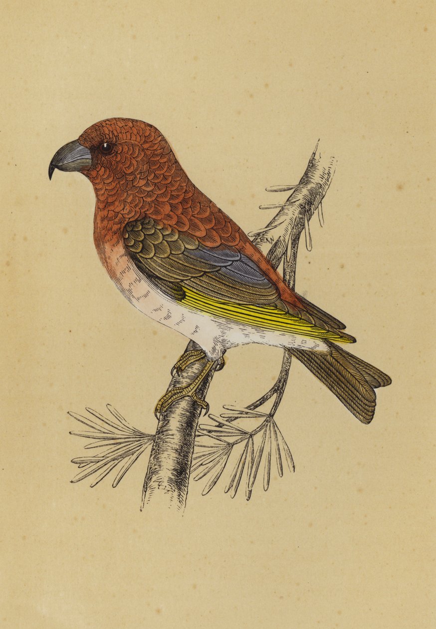 Crossbill by English School