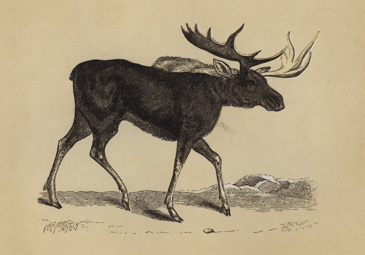 Elk by English School