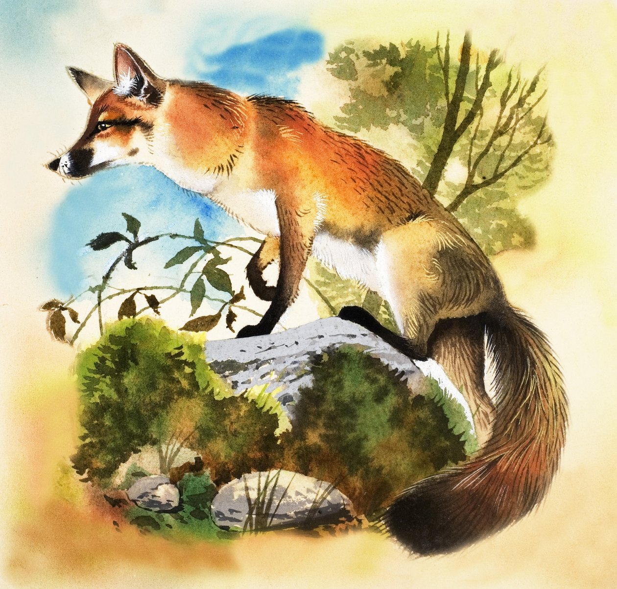 Fox by English School