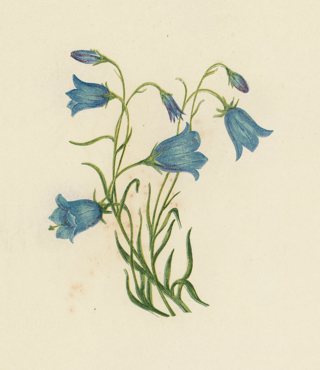 Harebell, Campanula Rotundifolia by English School