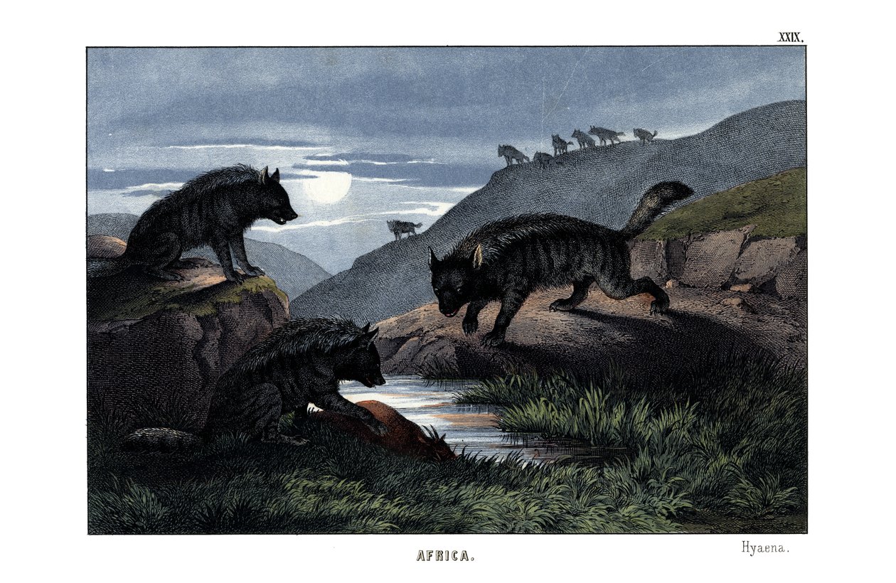 Hyena by English School