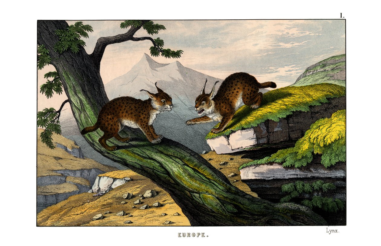 Lynx by English School