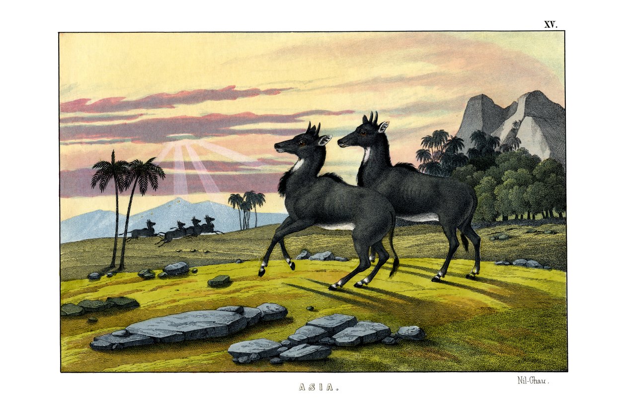 Nilgai by English School