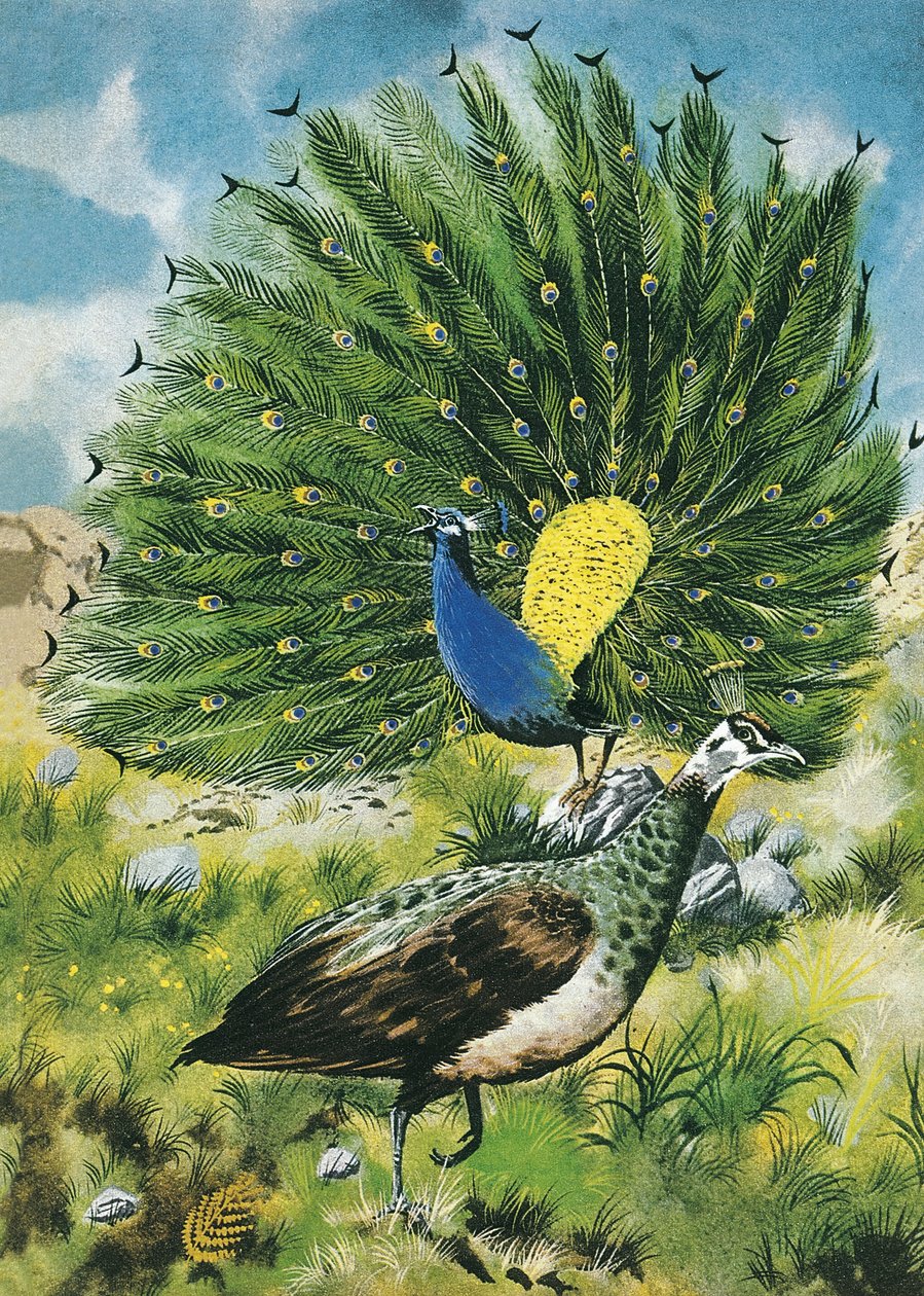 Proud as a peacock by English School