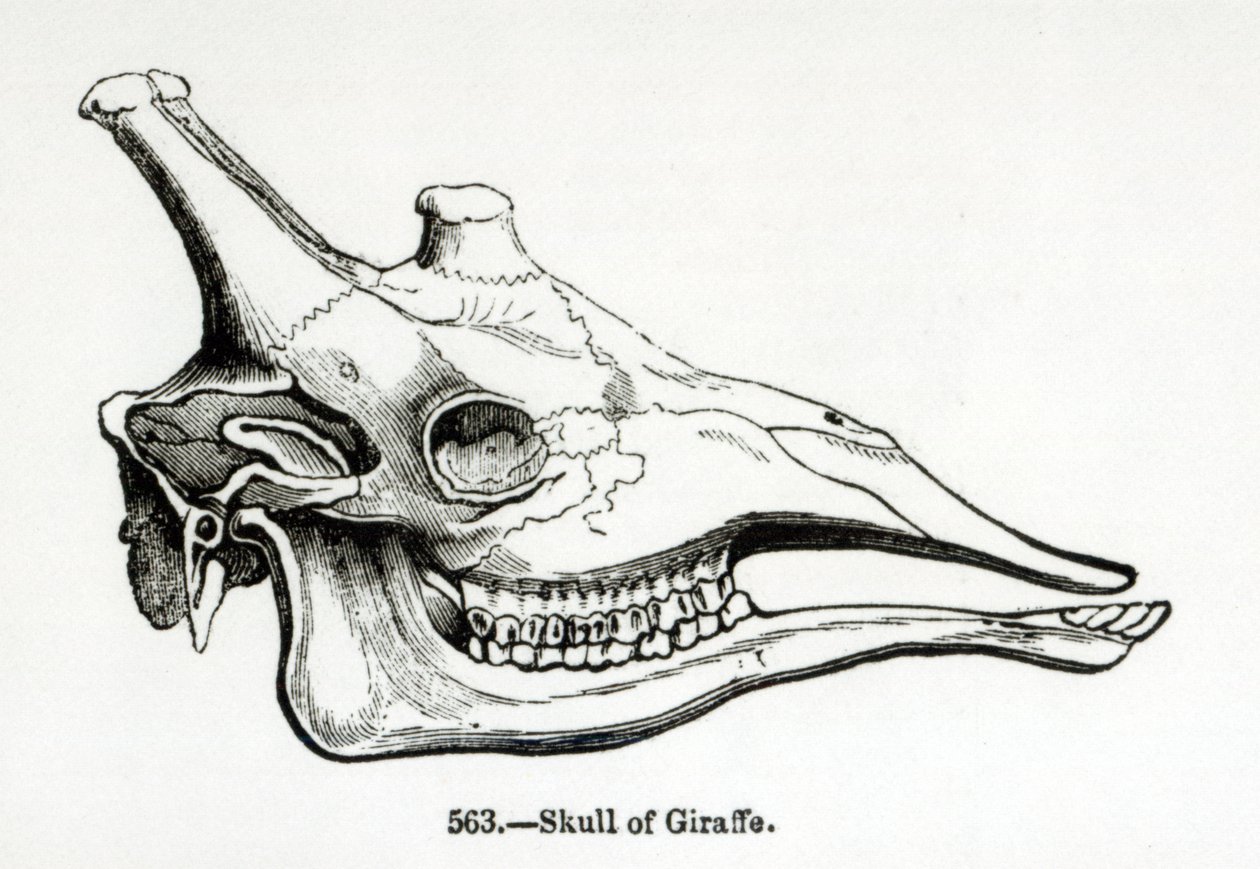 Skull of a Giraffe by English School
