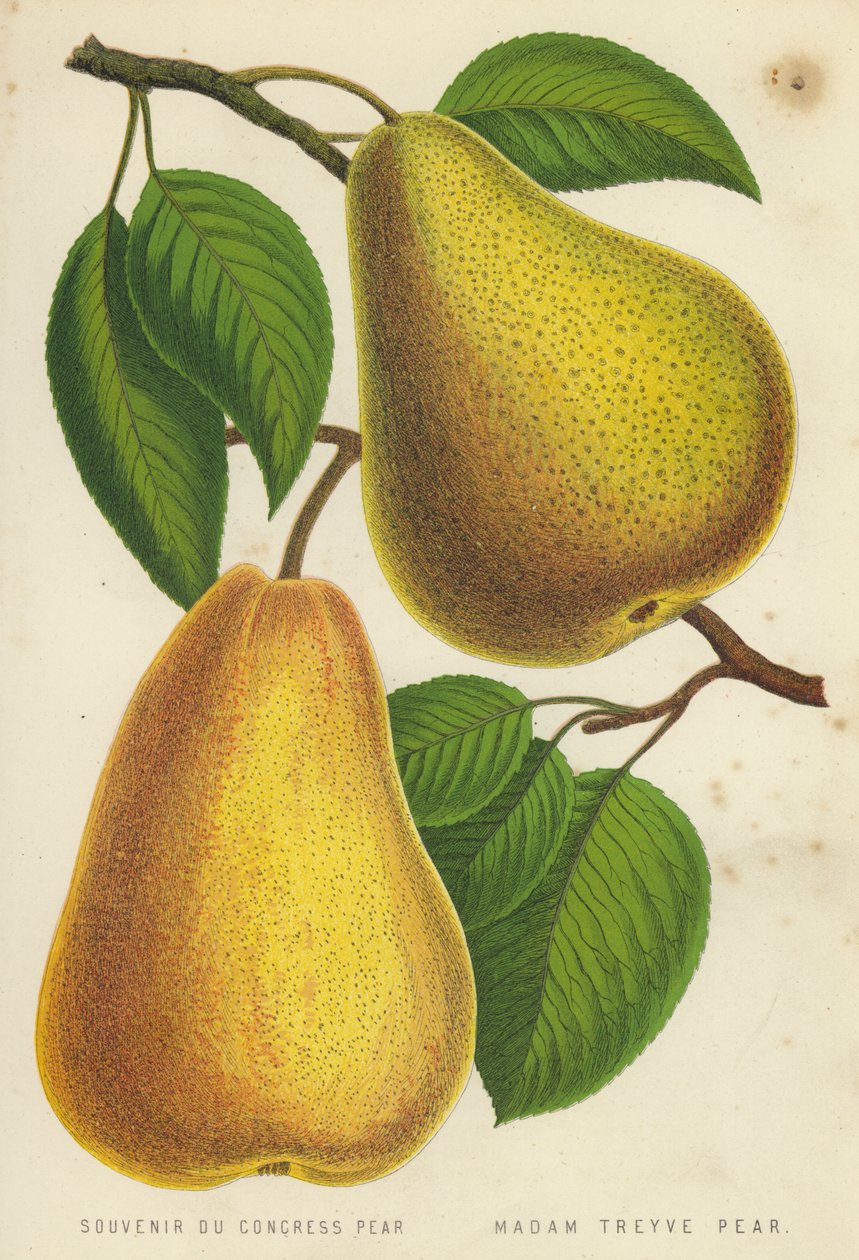 Souvenir du Congress Pear, Madam Treyve Pear by English School