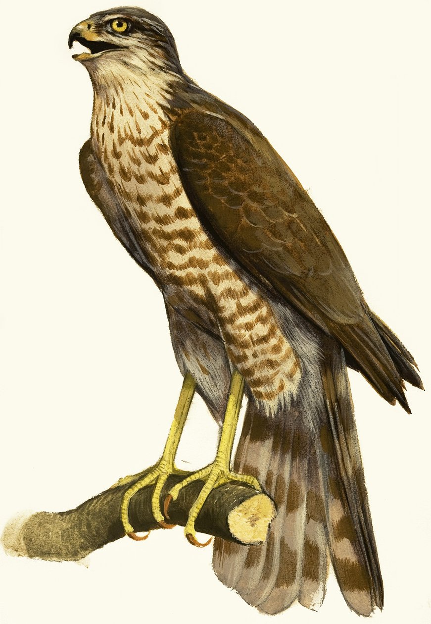 Sparrow Hawk by English School