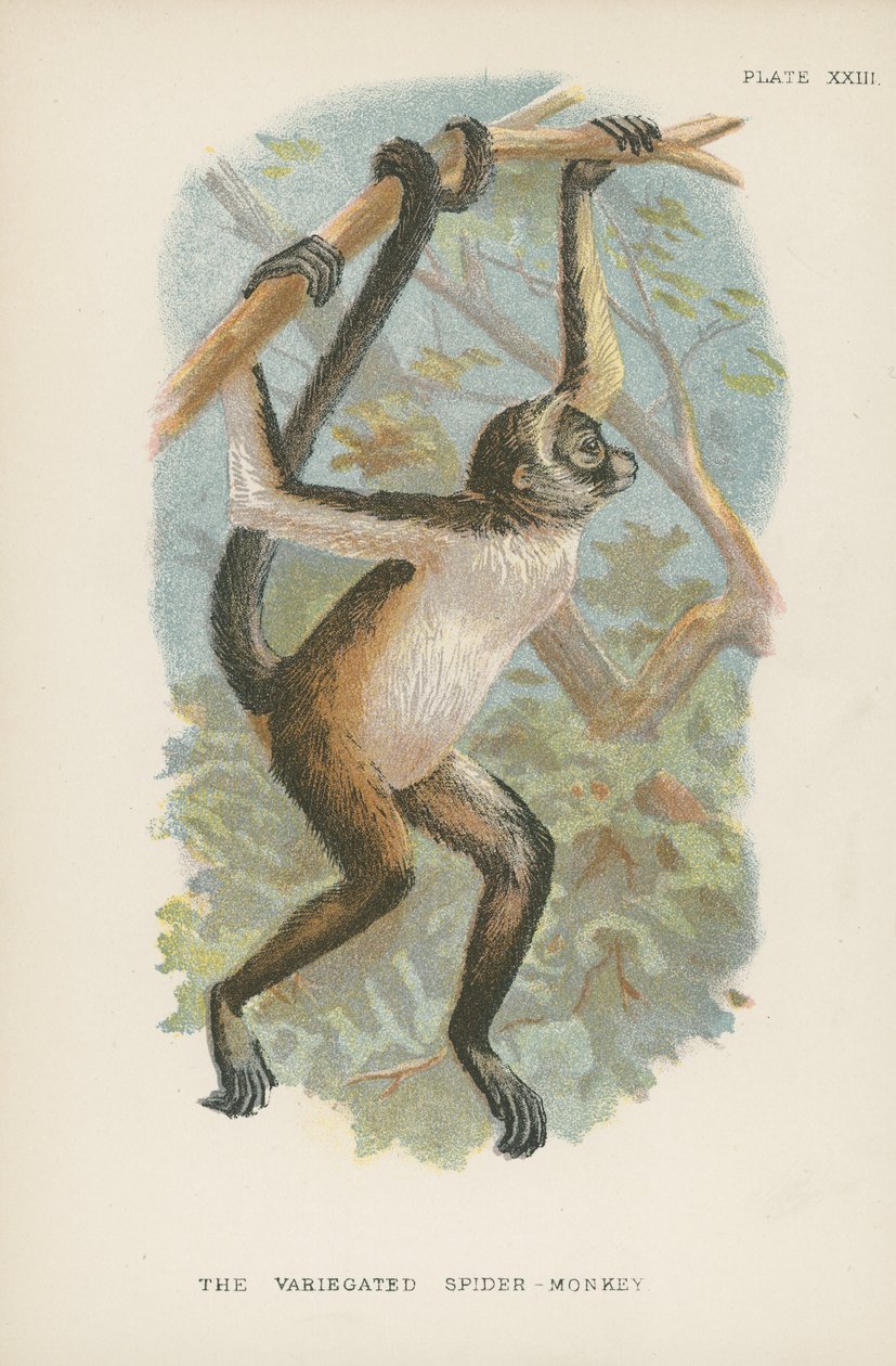 The Variegated Spider-Monkey by English School