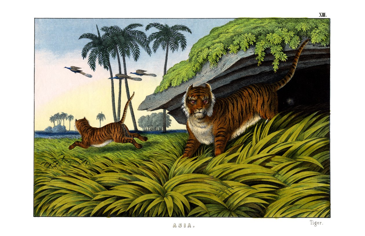 Tiger by English School
