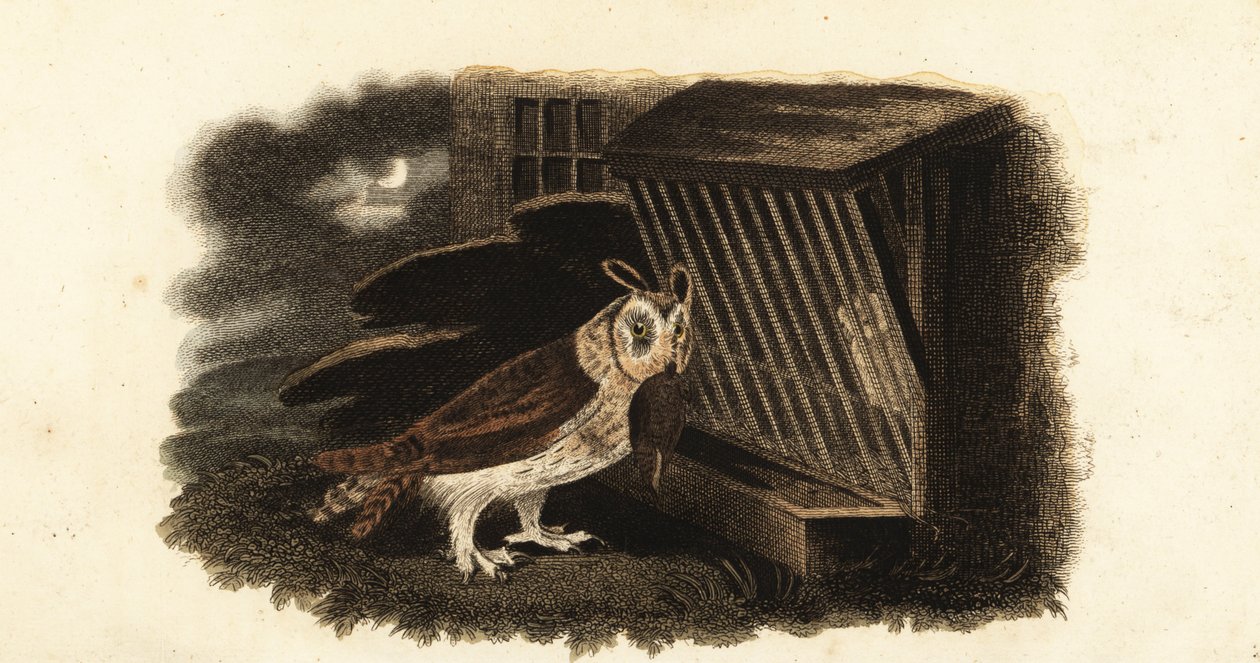 Unknown Image by English School