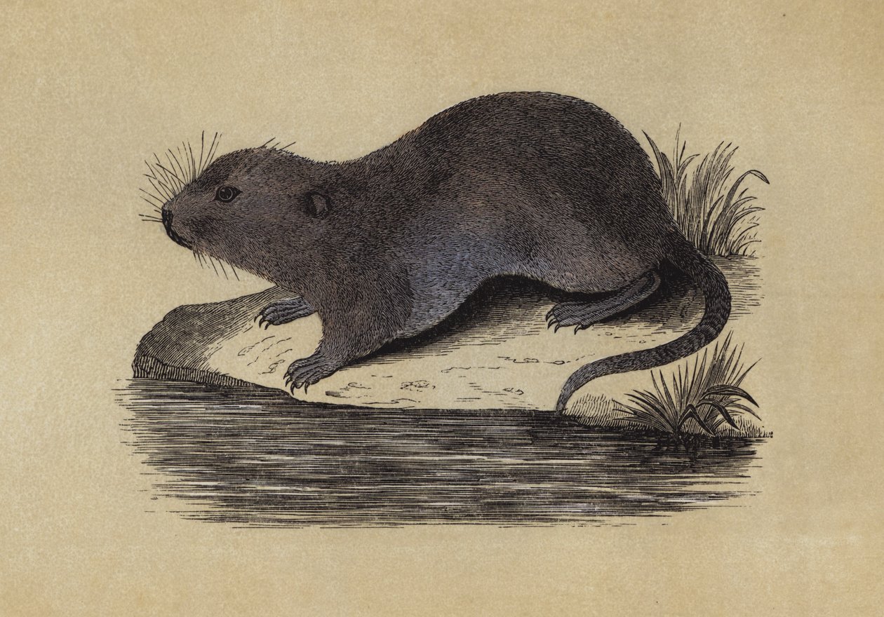 Water Rat by English School