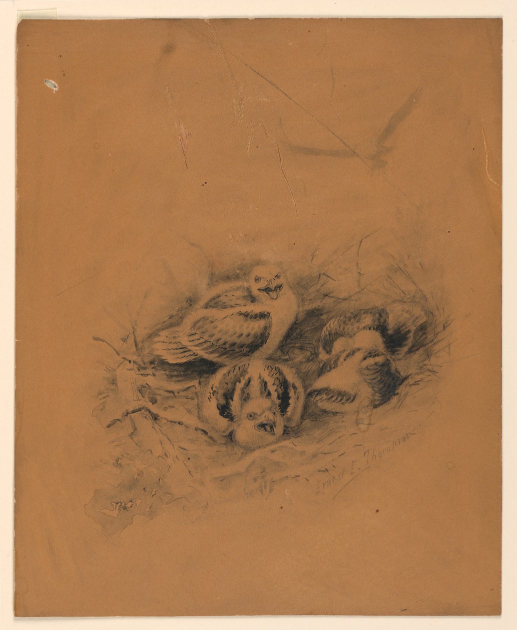 Birds by Ernest Thompson Seton