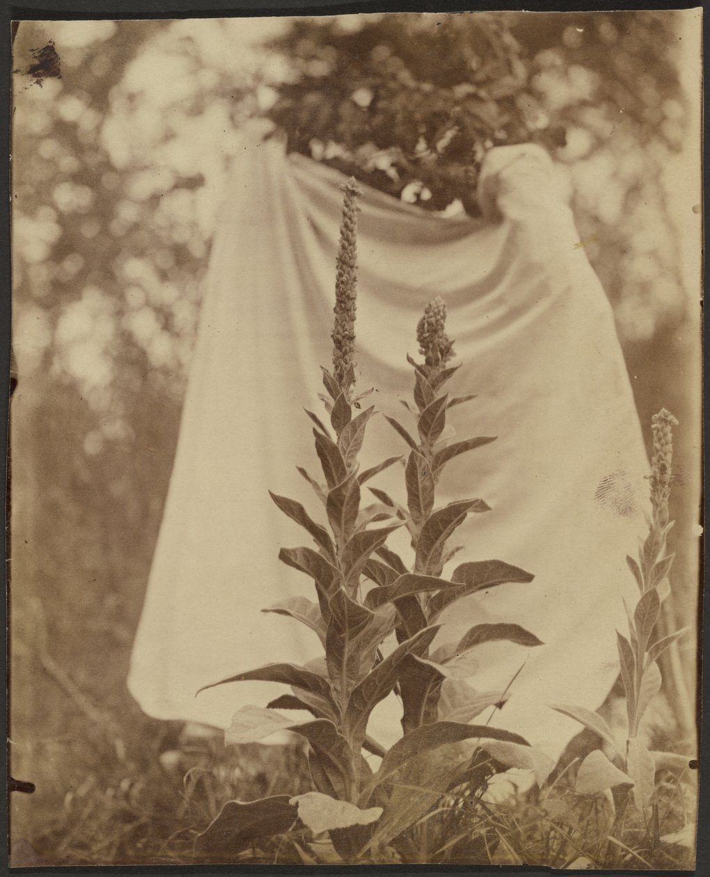 Mullein Plant by Eugène Atget