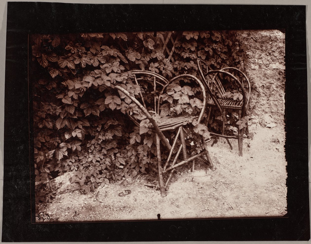 Hops by Eugène Atget