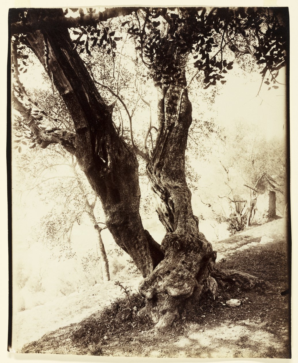 Olivier, Nice by Eugène Atget