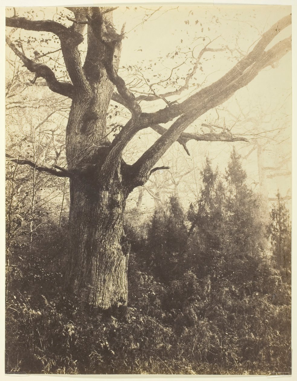Untitled [Tree] by Eugène Cuvelier
