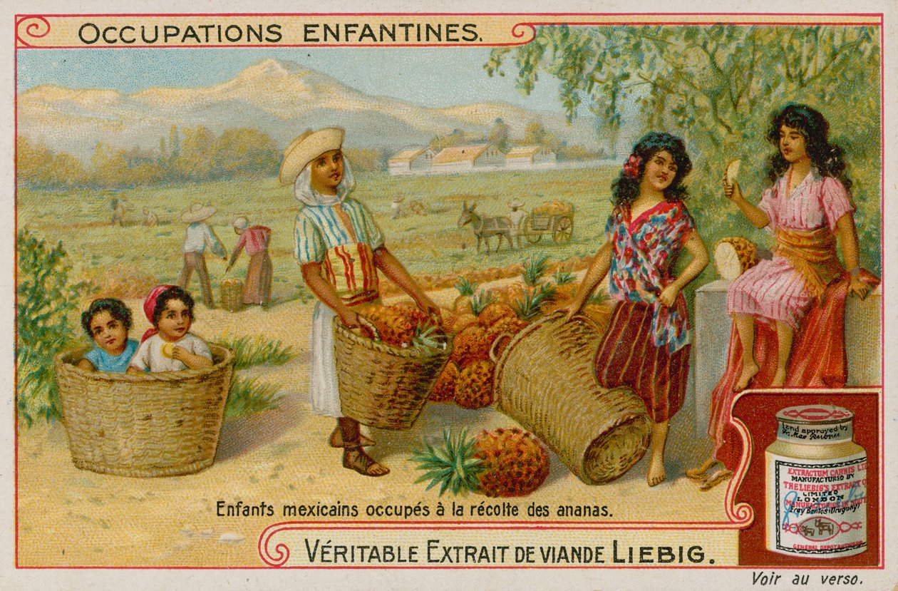 Mexican Children Gathering the Pineapple Harvest by European School