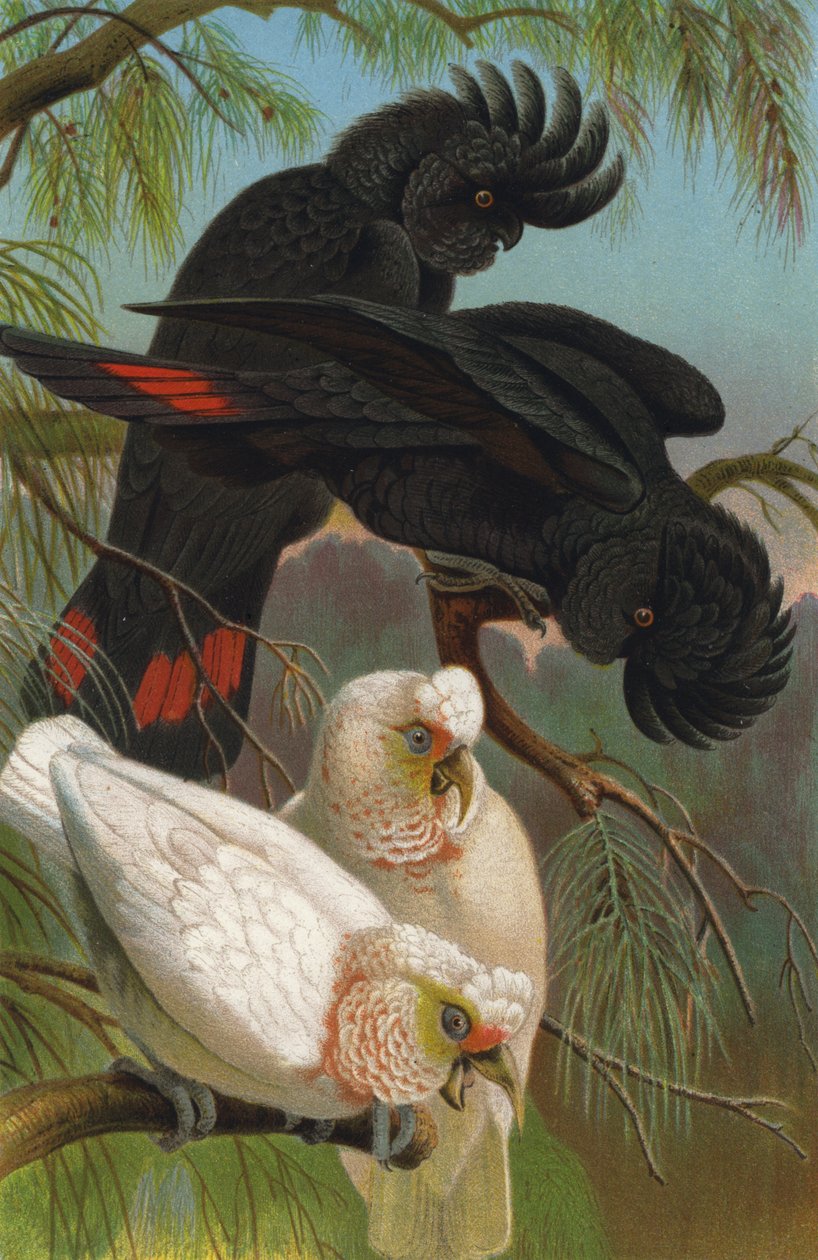 Cockatoos by European School