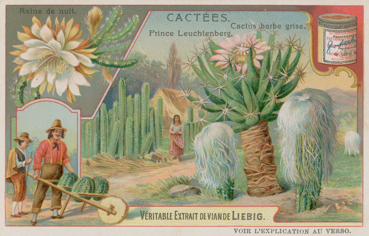 Queen of the Night, Prince Leuchtenberg and Grey Bearded Cactus by European School