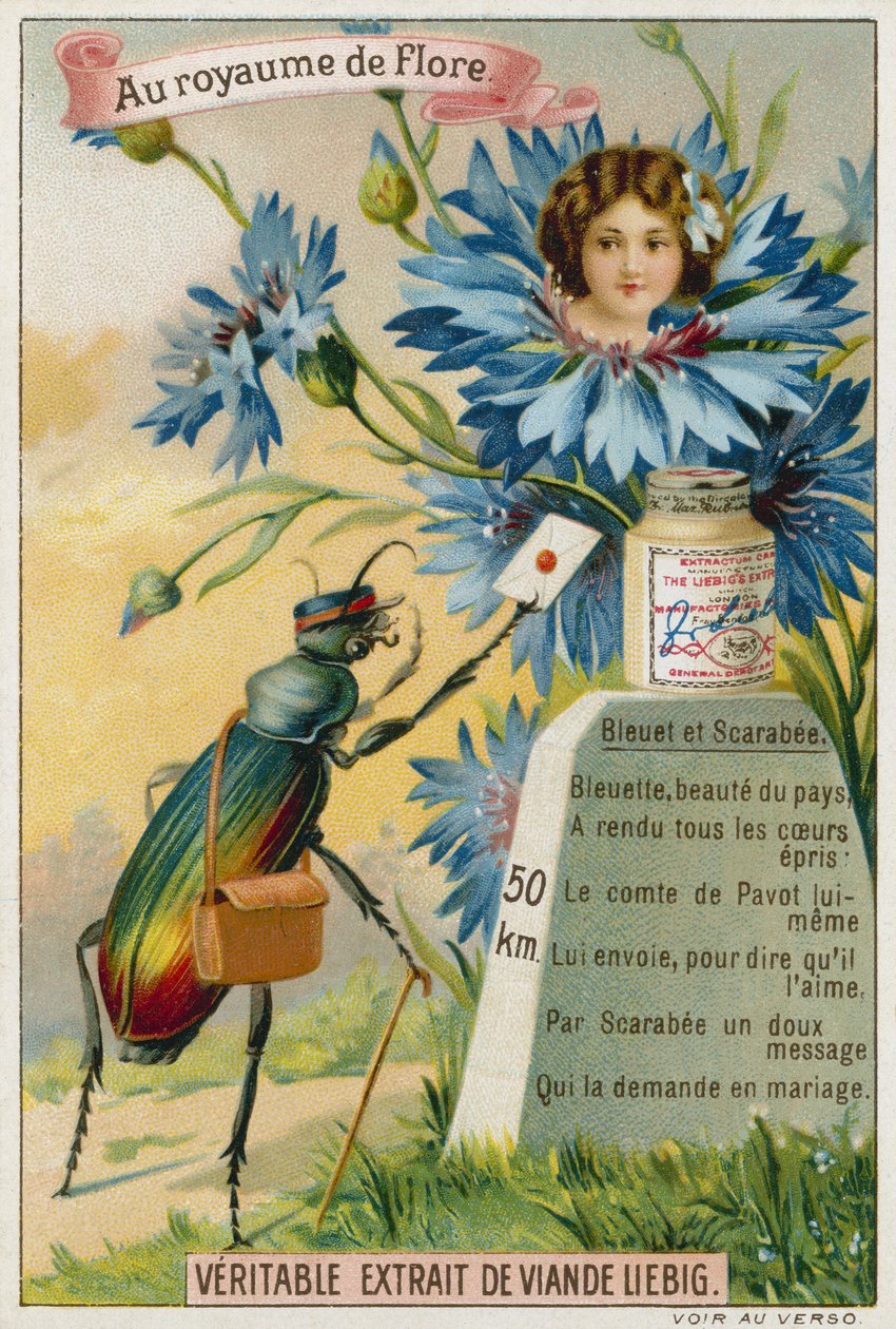 Cornflower and beetle by European School