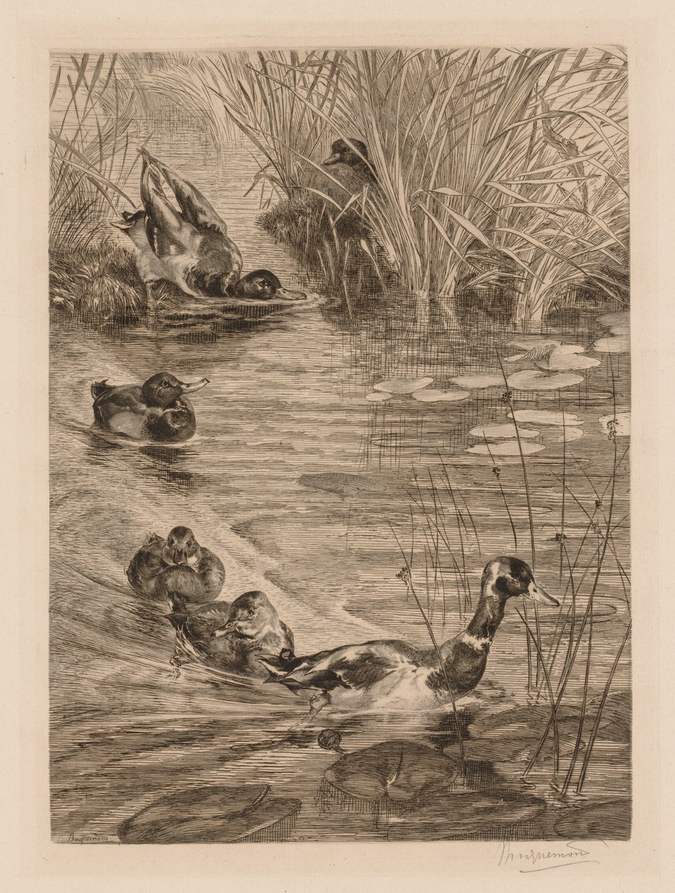 Ducks at Play by Felix Bracquemond