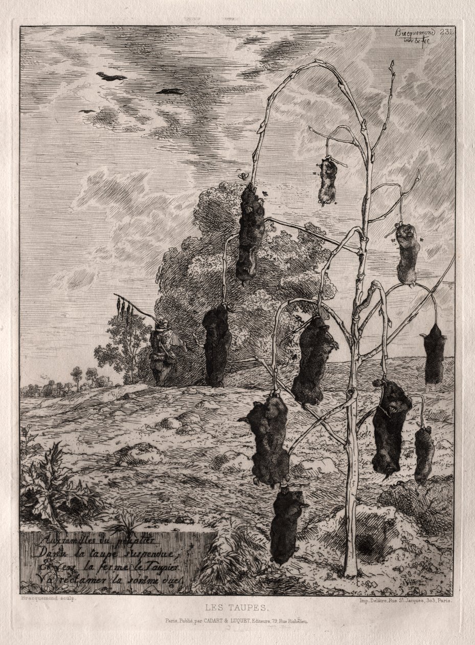 Moles by Felix Bracquemond