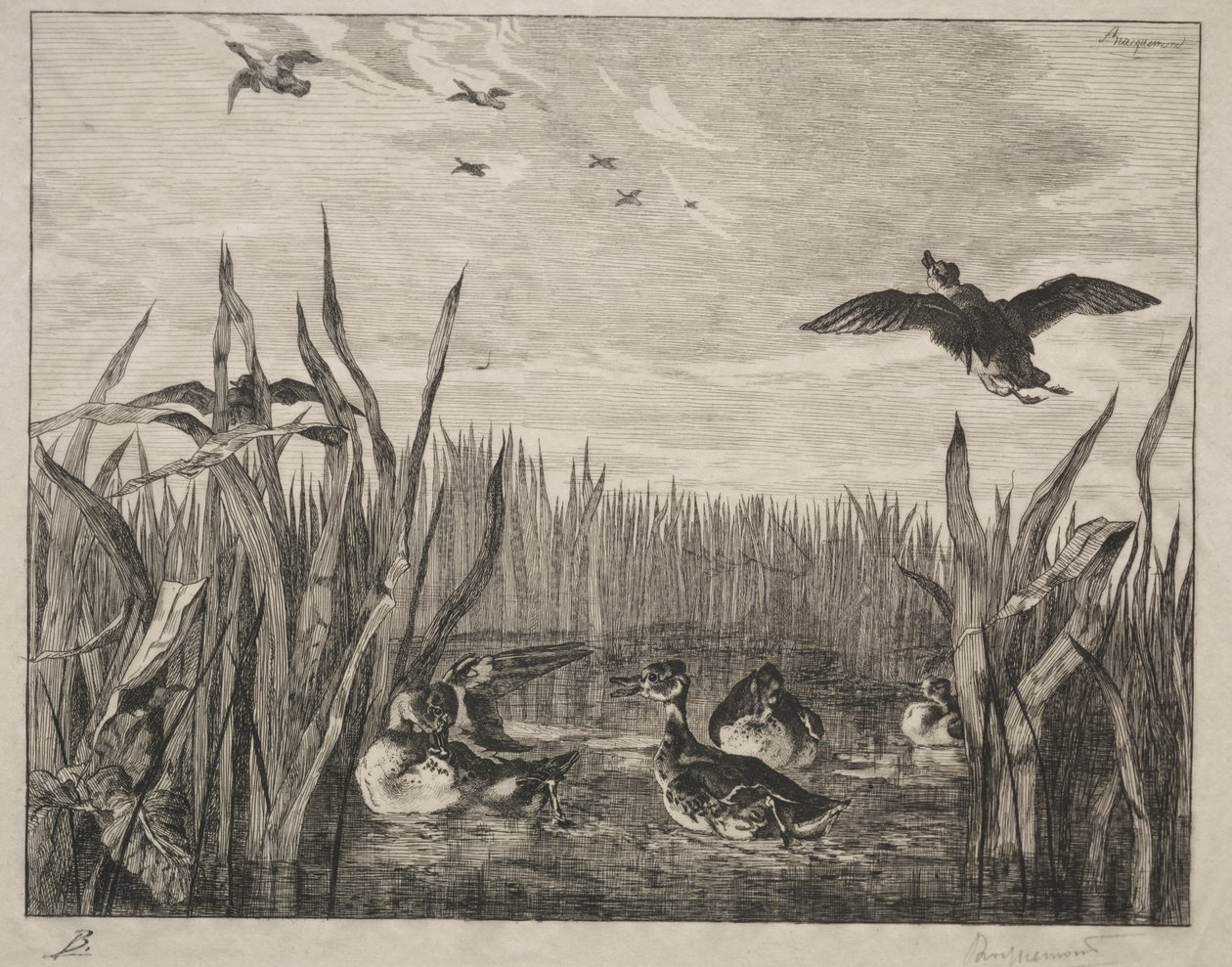 Teal by Felix Bracquemond