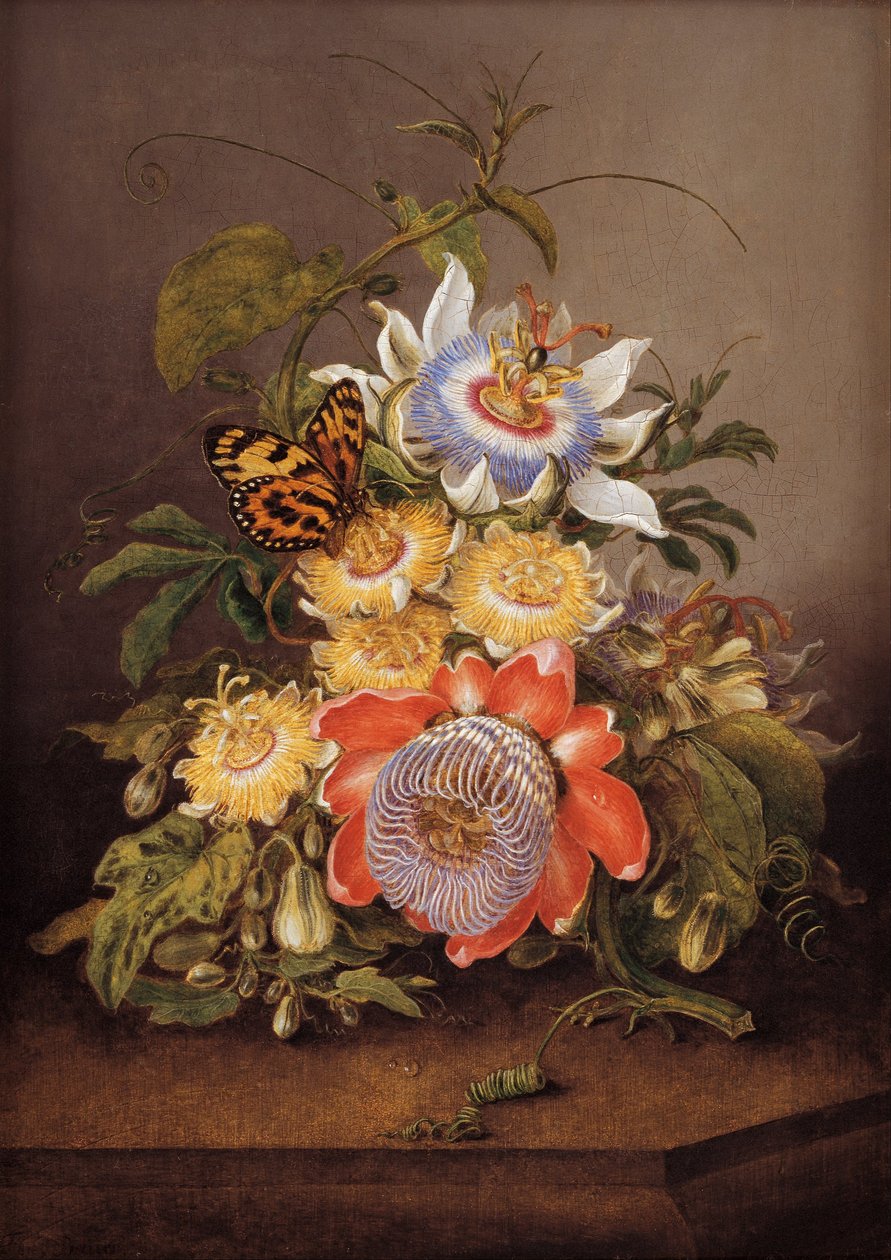 Passionflowers by Ferdinand Bauer