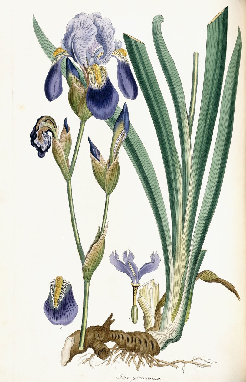 Iris Germanica by Ferdinand Bauer
