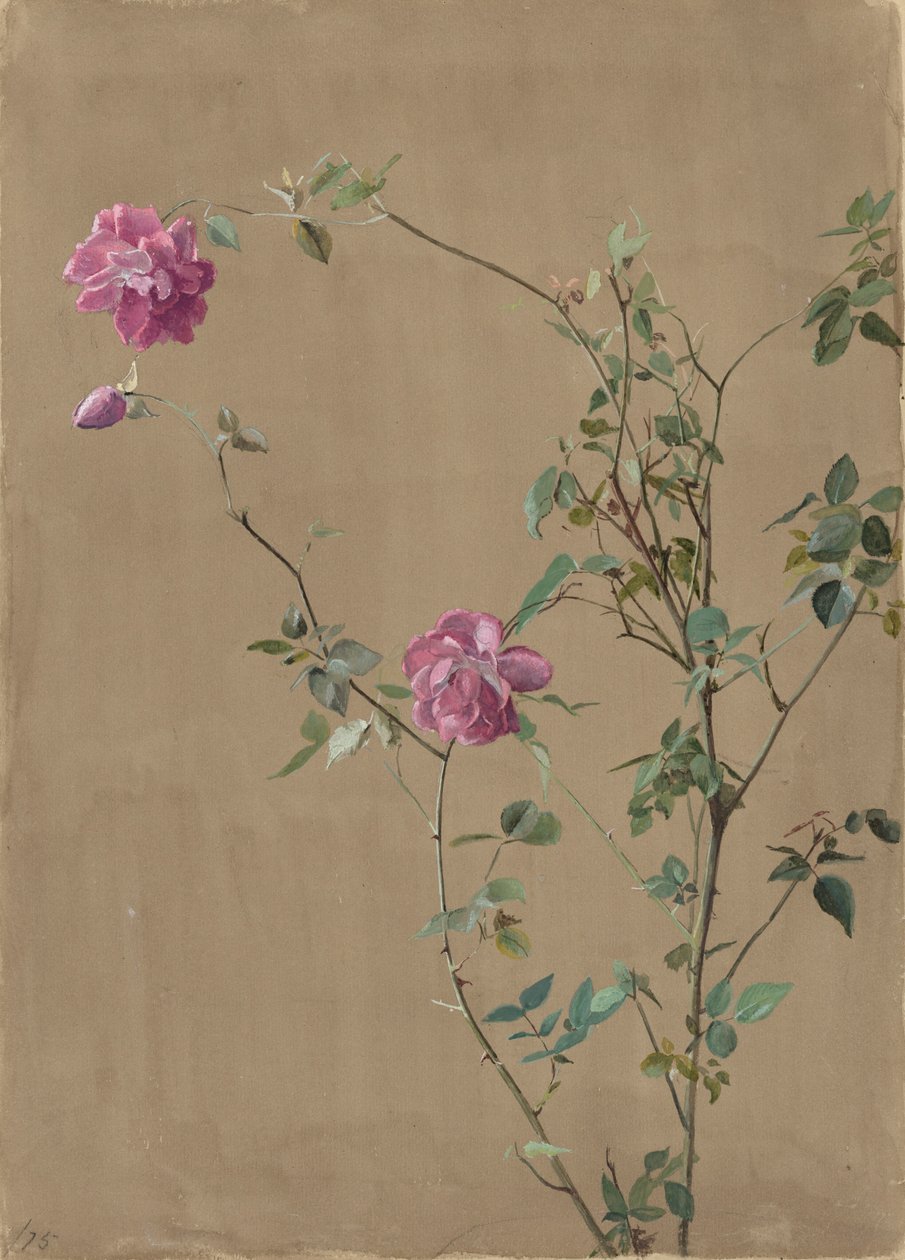 Pink Roses by Fidelia Bridges