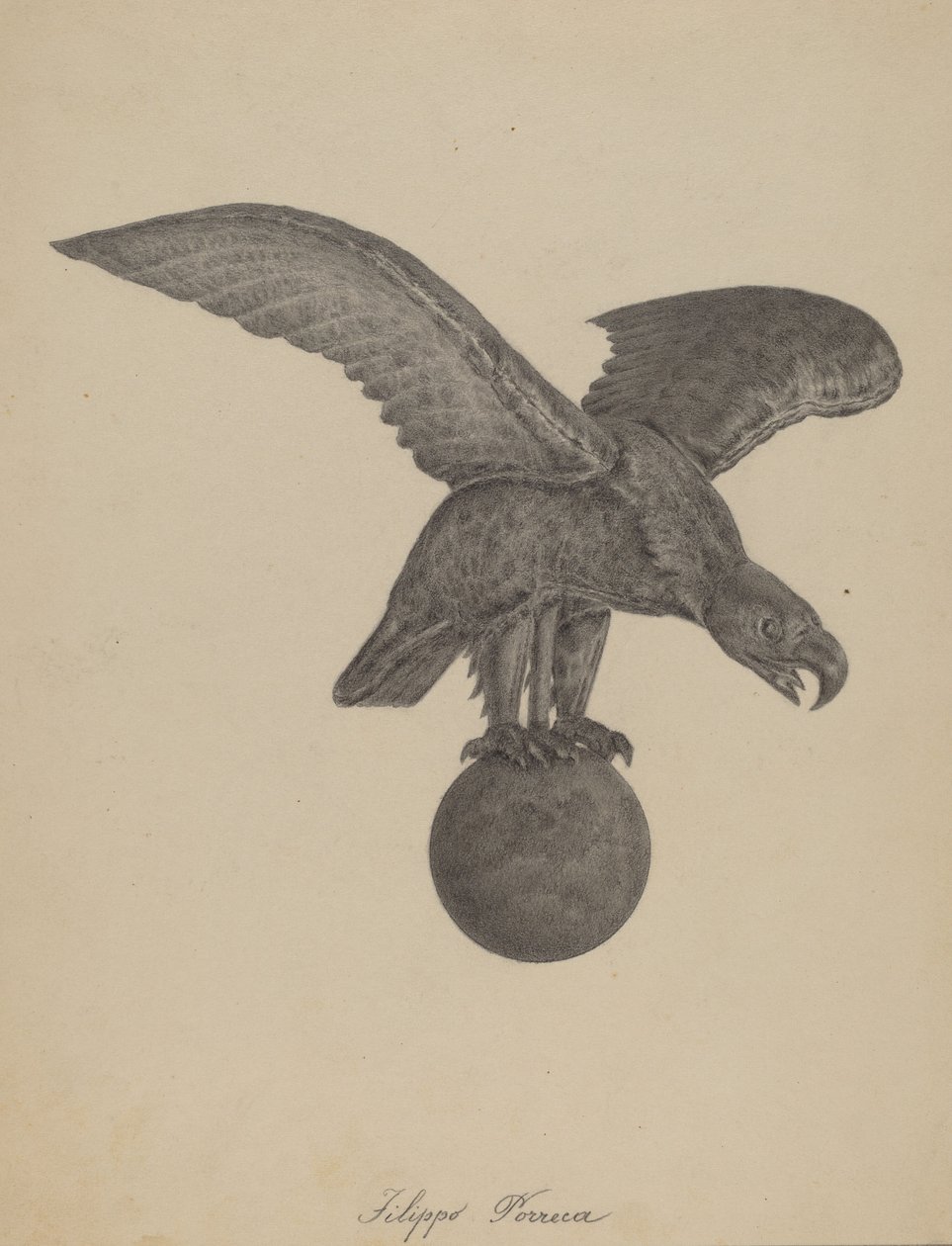 Eagle by Filippo Porreca