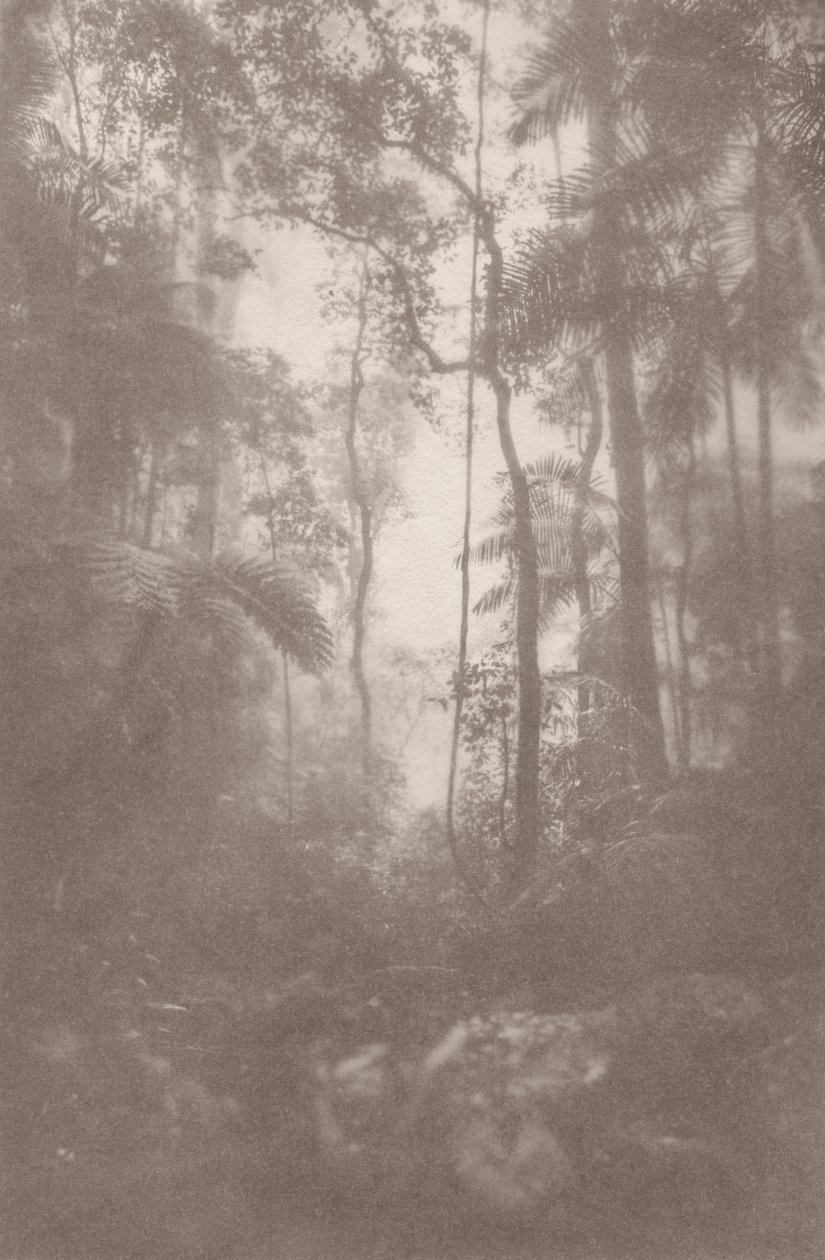 Foggy Jungle 1 by Florent Bodart