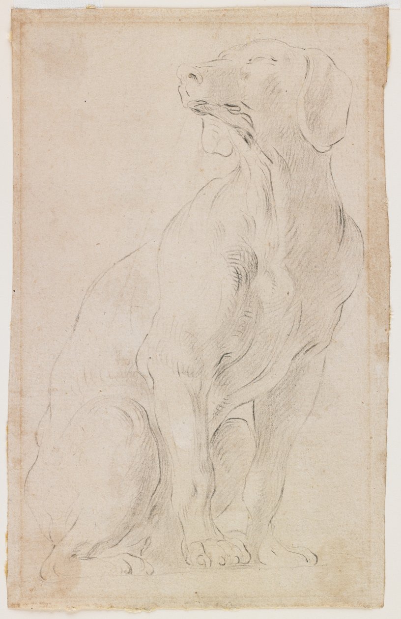 Seated Dog by Francesco Solimena