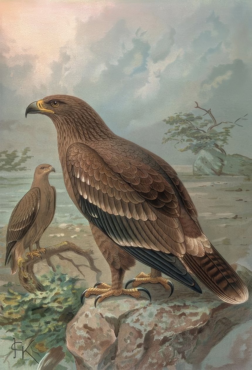 Engraving - Nepal Eagle - Females - Aquila Nipalensis by Francia