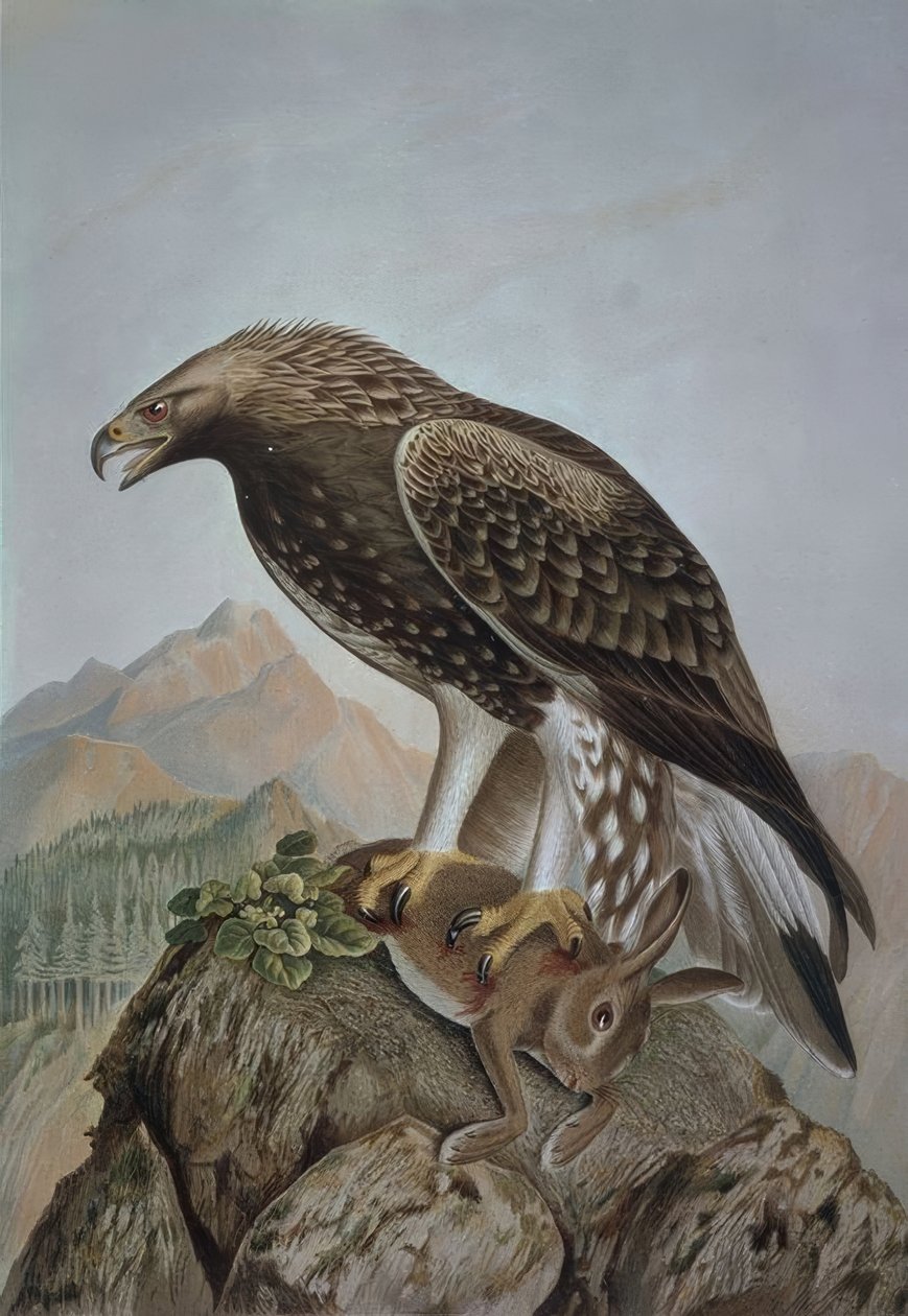 Engraving - Golden Eagle - Young Male by Francia