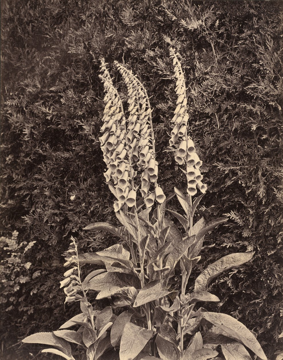 Foxgloves by Frank Mason Good