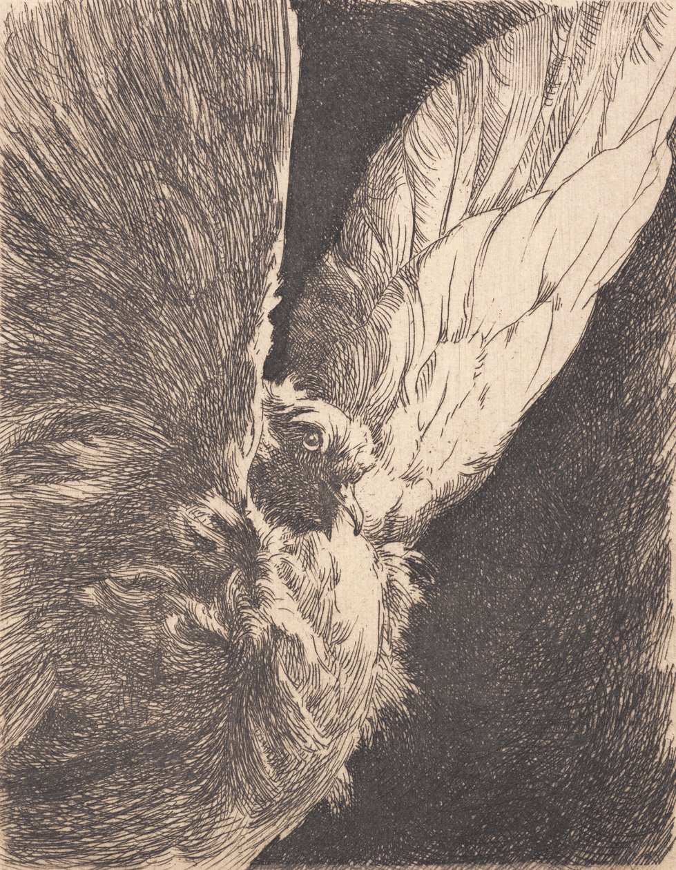 A Dove by Frans Schwartz