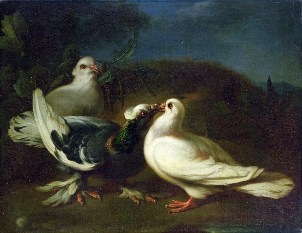 Doves, 1724 by Franz Werner Tamm
