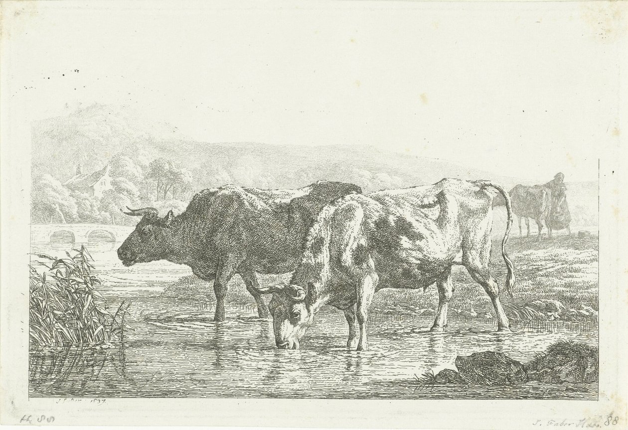 Two Drinking Cows by Frédéric Théodore Faber